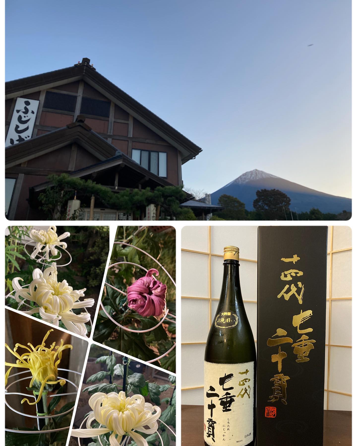 菊の開花